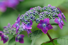 徳川園に咲く　ヤマアジサイ（紫）