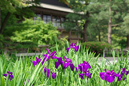徳川園に咲く　早生の開花が進んだ菖蒲田5月21日