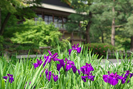 徳川園に咲く 早生の開花が進んだ菖蒲田5月21日