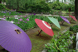 徳川園に咲く　5月末の花菖蒲（早生が見頃。6月は中生や晩生に変わります）