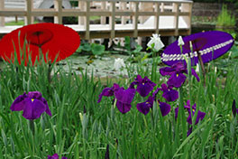 徳川園に咲く　栄紫　5月末の様子