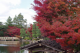 徳川園に咲く　11月30日の様子