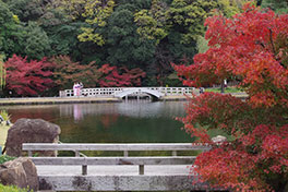 徳川園に咲く　11月30日の様子