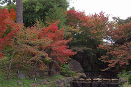 徳川園に咲く　11月30日の様子