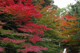 徳川園に咲く　11月30日の様子