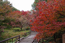 徳川園に咲く　11月30日の様子