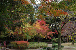 徳川園に咲く　11月30日の様子