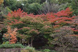 徳川園に咲く　11月30日の様子