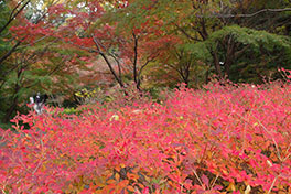 徳川園に咲く　11月30日の様子