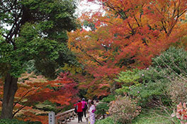 徳川園に咲く　11月30日の様子