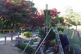 徳川園に咲く　11月30日よりソテツのワラ巻き作業開始