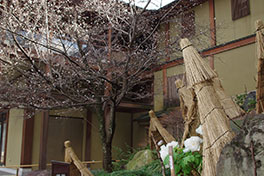 徳川園に咲く　２月上旬 冬牡丹と子福桜