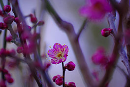 徳川園に咲く　紅梅「道知辺」2月上旬咲き始め