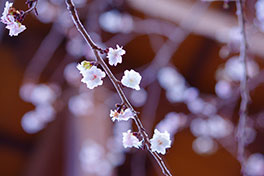 徳川園に咲く　四季咲き桜「子福桜」見頃