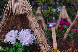 徳川園に咲く　冬牡丹は2月18日まで随時入れ替え