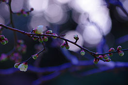 徳川園に咲く　梅園　白梅「白加賀」2月上旬咲き始め