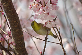 徳川園に咲く メジロと東海桜