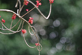 徳川園に咲く 花ノ木3月上旬~中旬