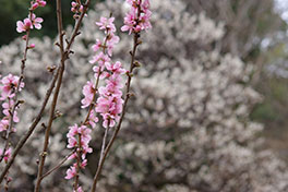 徳川園に咲く 花桃「雛の粧」