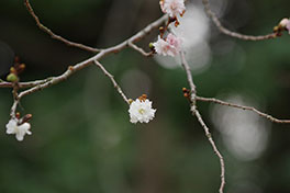 徳川園に咲く 子福桜