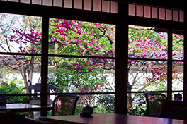 徳川園に咲く 蘇山荘の紅梅2月下旬
