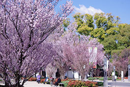 徳川園に咲く 東海桜3月中旬~下旬