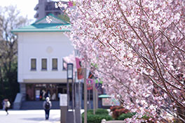 徳川園に咲く 東海桜と徳川美術館