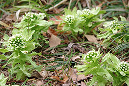 徳川園に咲く 蕗の薹