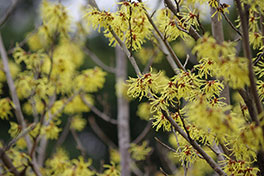 徳川園に咲く 満作3月上旬~中旬