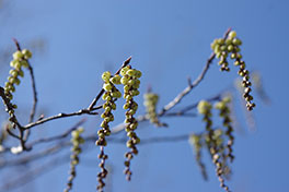 徳川園に咲く 木伏3月中旬