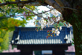 徳川園に咲く 4月1日ソメイヨシノ咲き始め