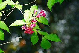 徳川園に咲く　タニウツギ4月下旬咲き始め
