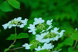徳川園に咲く　ヤブデマリ