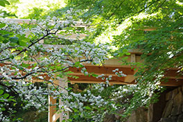 徳川園に咲く　虎仙橋周辺サワフタギ4月下旬咲き始め