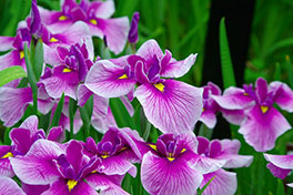 徳川園に咲く 5月下旬の花しょうぶの様子 (早生の朝の光)