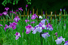 徳川園に咲く 5月下旬の花しょうぶの様子 (中生の品種が咲き始め)