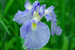 徳川園に咲く 5月下旬の花しょうぶの様子 (中生品種水の光)