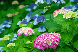 徳川園に咲く 児童園の紫陽花