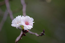 徳川園に咲く 10月下旬子福桜咲き始め