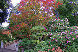 徳川園に咲く 例年11月下旬~12月上旬虎仙橋周辺