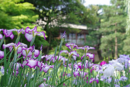 徳川園に咲く　過去の菖蒲園の様子（中生品種の盛り時期）