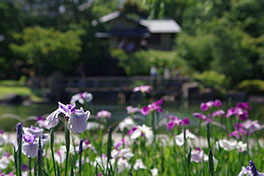 徳川園に咲く　過去の菖蒲園の様子（中生品種の盛り時期）