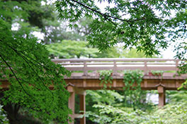 徳川園に咲く 青モミジ(虎の尾周辺)