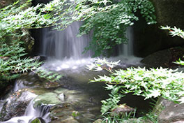徳川園に咲く 青モミジ(大曽根の瀧周辺)