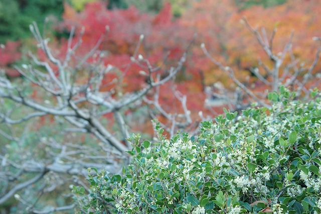11月上旬シュウメイギク