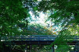 徳川園に咲く　11月下旬の様子