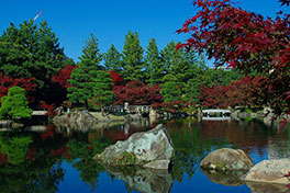 徳川園に咲く　11月下旬の様子