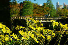 徳川園に咲く　11月下旬の様子