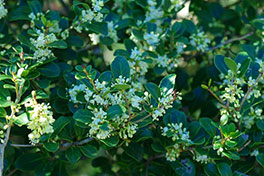 徳川園に咲く　11月下旬の様子