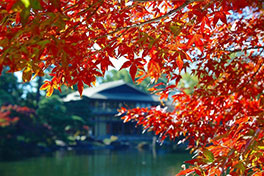 徳川園に咲く　11月下旬の様子